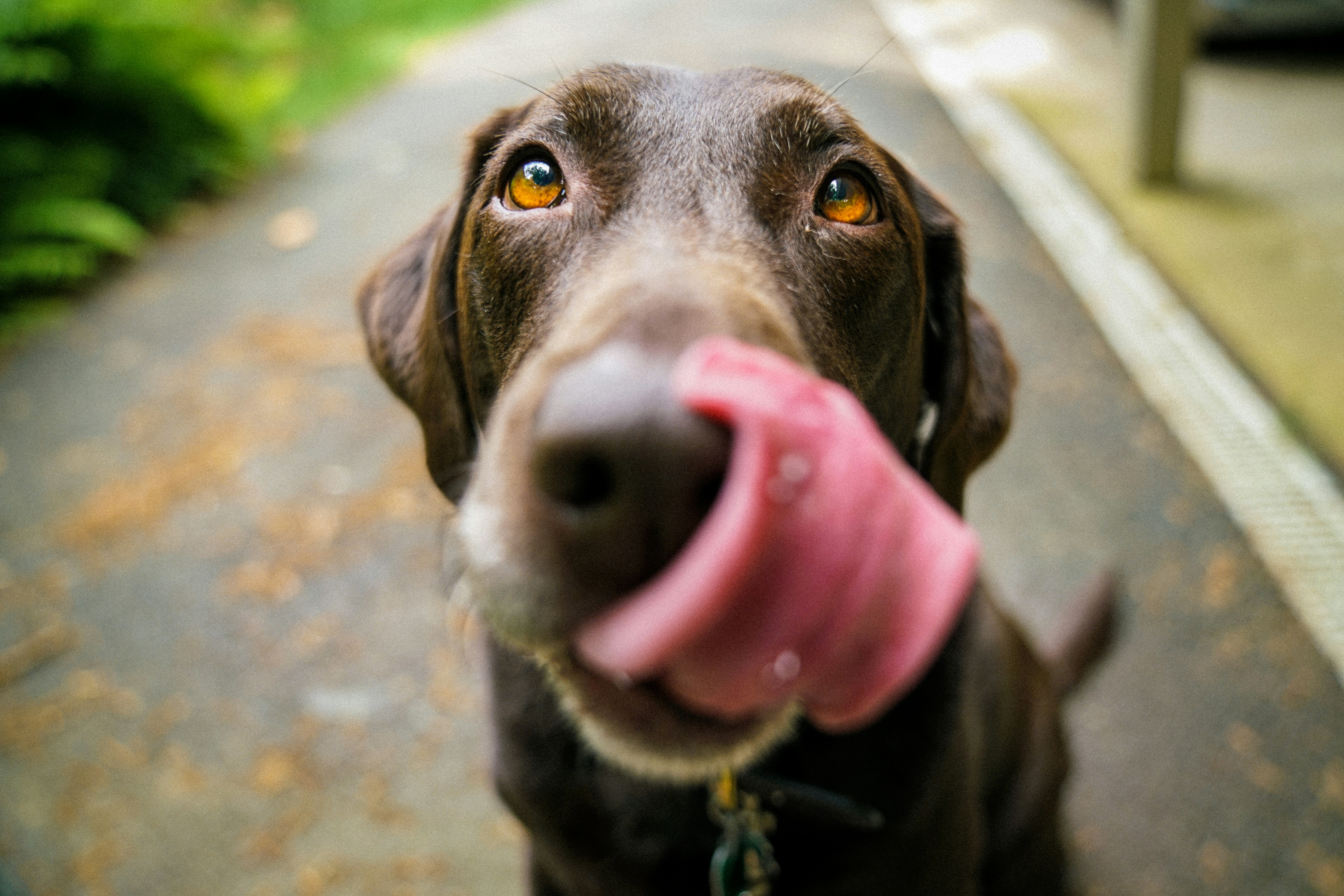Dog walk