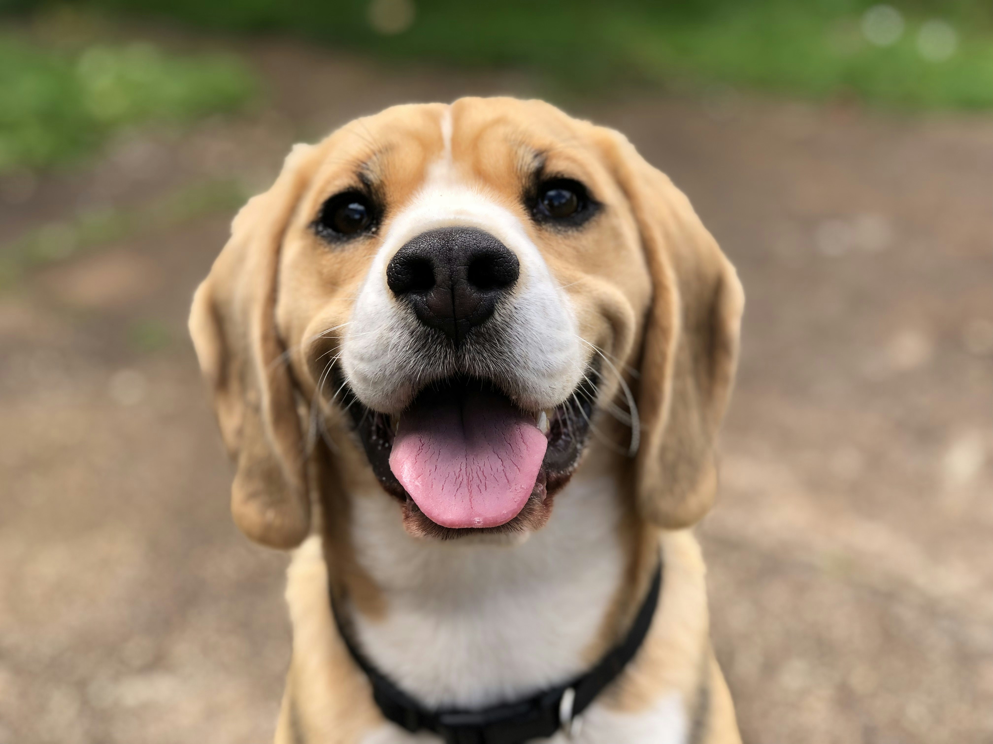 Happy dog