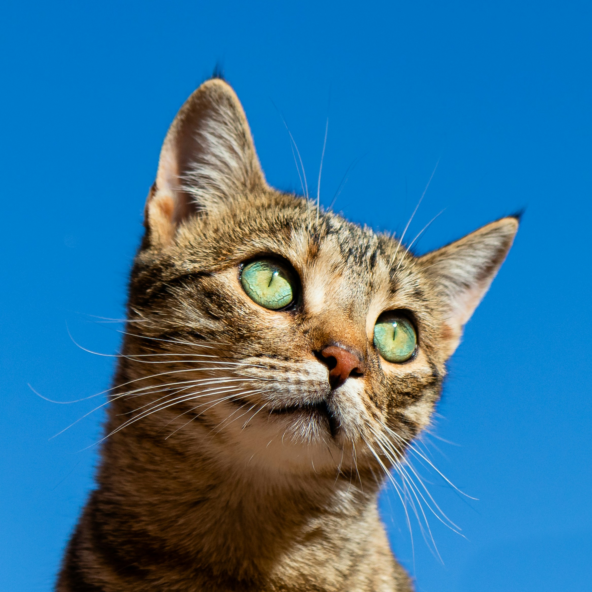 Cat relaxing
