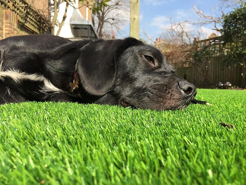 Petgrow Realistic Artificial Grass Turf -5FTX10FT(50 Square FT), Thick Fake Grass Pet Dog Mat Pad with Drain Holes- Indoor Outdoor Astroturf Garden Lawn Landscape Balcony Synthetic Faux Grass Petgrow Realistic Artificial Grass Turf -5FTX10FT(50 Square FT), Thick Fake Grass Pet Dog Mat Pad with Drain Holes- Indoor Outdoor Astroturf Garden Lawn Landscape Balcony Synthetic Faux Grass
