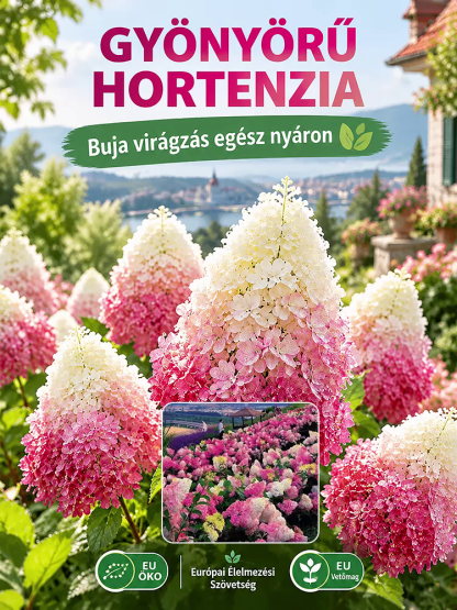 🌸Varázslatos “Eper-Vanília” Bugás Hortenzia | Extrém Fagyálló (-30°C) Kerti Csoda 
