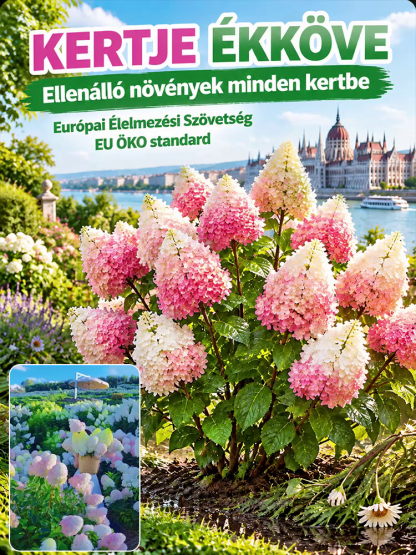 🌸Varázslatos “Eper-Vanília” Bugás Hortenzia | Extrém Fagyálló (-30°C) Kerti Csoda 