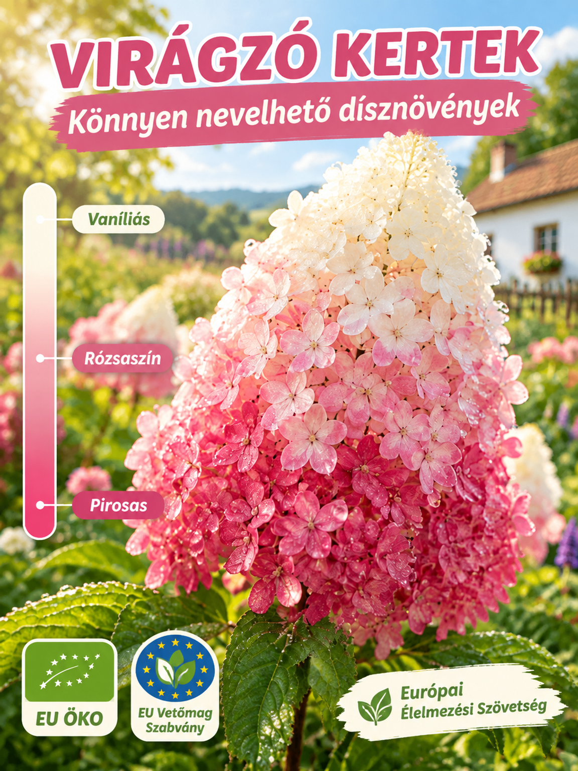 🌸Varázslatos “Eper-Vanília” Bugás Hortenzia | Extrém Fagyálló (-30°C) Kerti Csoda 