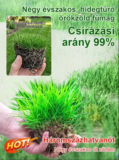 【99%-os csírázási arány】Négyszezoni hidegtűrő gyepmag