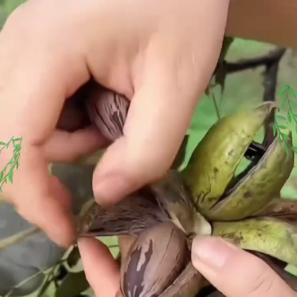 🌟Amerikai import pekándió csemete🌟