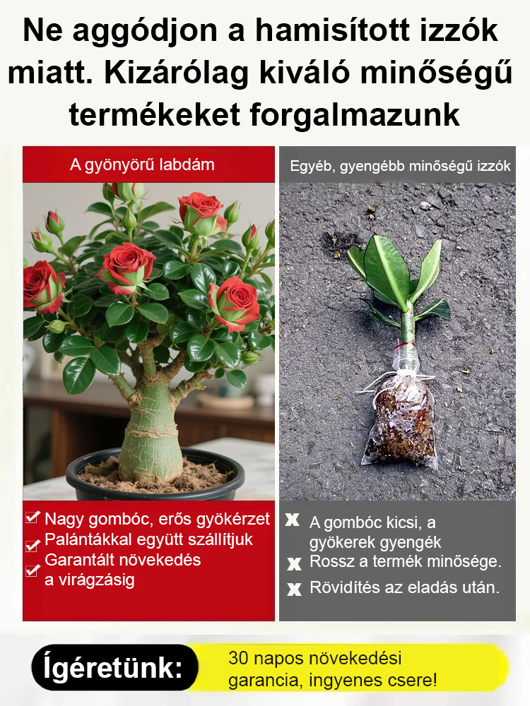 【100 évig élő】 Sivatagi rózsa hagymagumó virág.Lusta Kertész Kedvence: Sivatagi Rózsa Hagyma ✨ | Gyors Növekedés & Lenyűgöző Virágok
