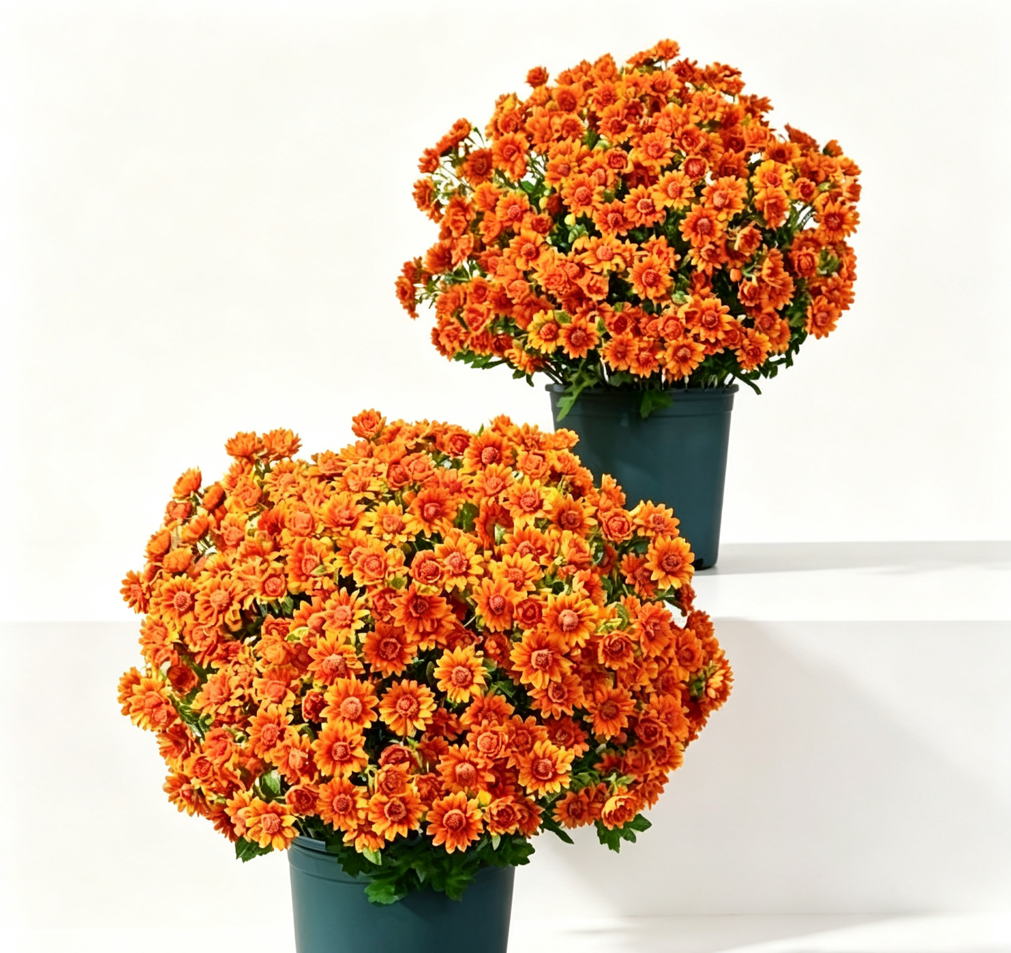 💥Last Day 70% OFF🌼- Artificial Outdoor Sunset Mums Flowers - UV resistant, Waterproof, Windproof