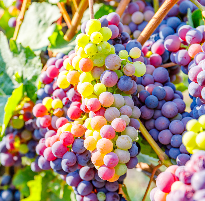 🍇Semená obrovského hrozna: s tenkými koreňmi, veľké a bez semien 🌿(50 tabliet/balenie)