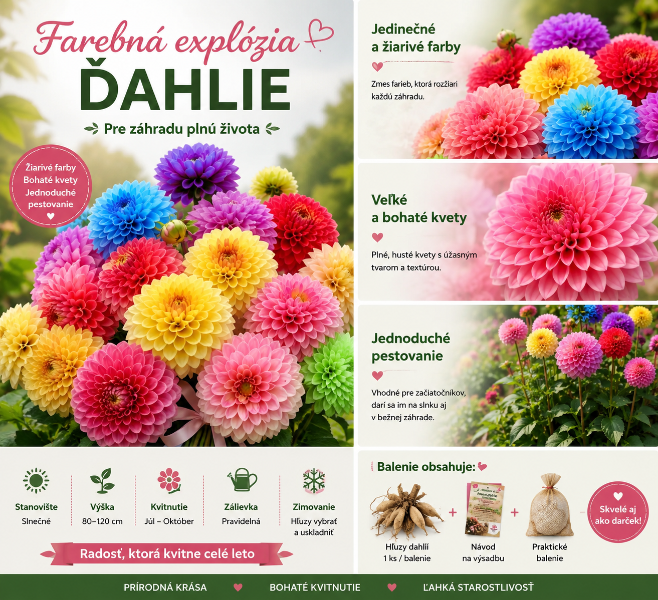 🌺 Semená georgín | Kvitnú bohato a prinášajú radosť – aj začiatočníci si môžu vypestovať bujné a bujné rastliny! ✨