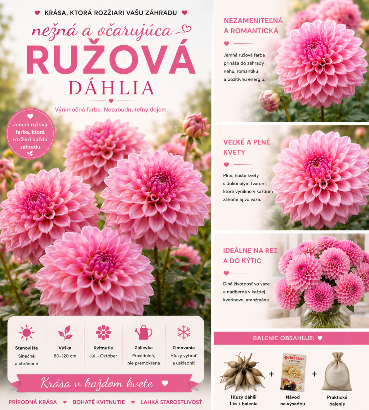 🌺 Semená georgín | Kvitnú bohato a prinášajú radosť – aj začiatočníci si môžu vypestovať bujné a bujné rastliny! ✨