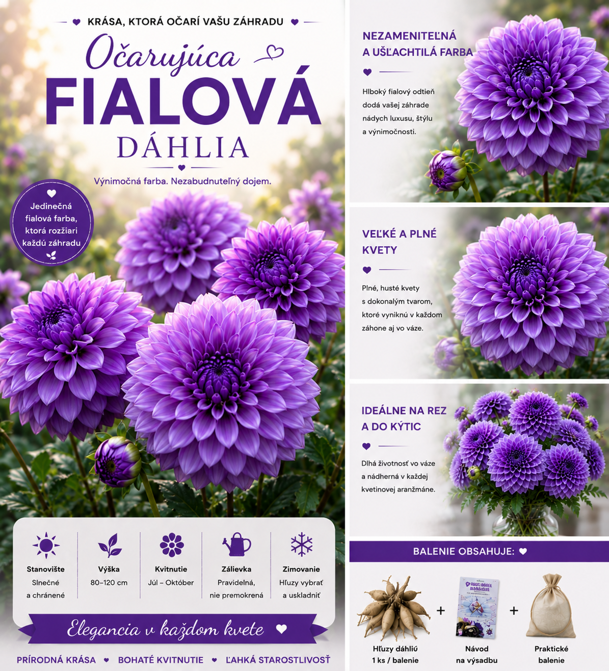 🌺 Semená georgín | Kvitnú bohato a prinášajú radosť – aj začiatočníci si môžu vypestovať bujné a bujné rastliny! ✨