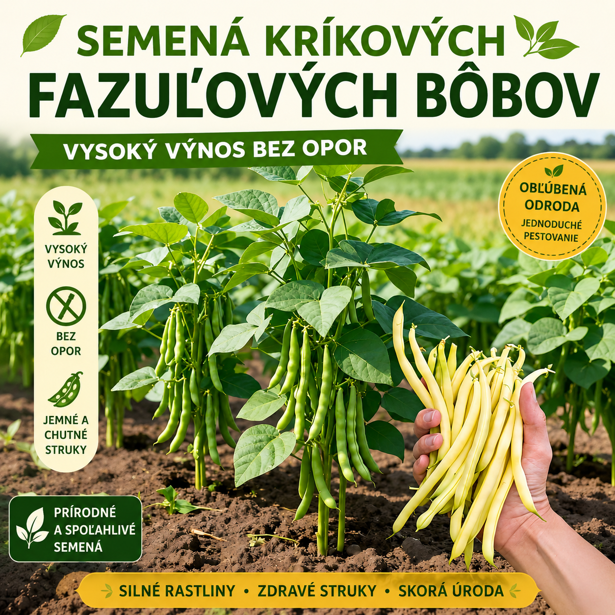 🔥 Semená fazule 🌱 | Vysoký výnos • Nie je potrebné oporiť • Ľahko sa pestuje (25 semien/balenie)
