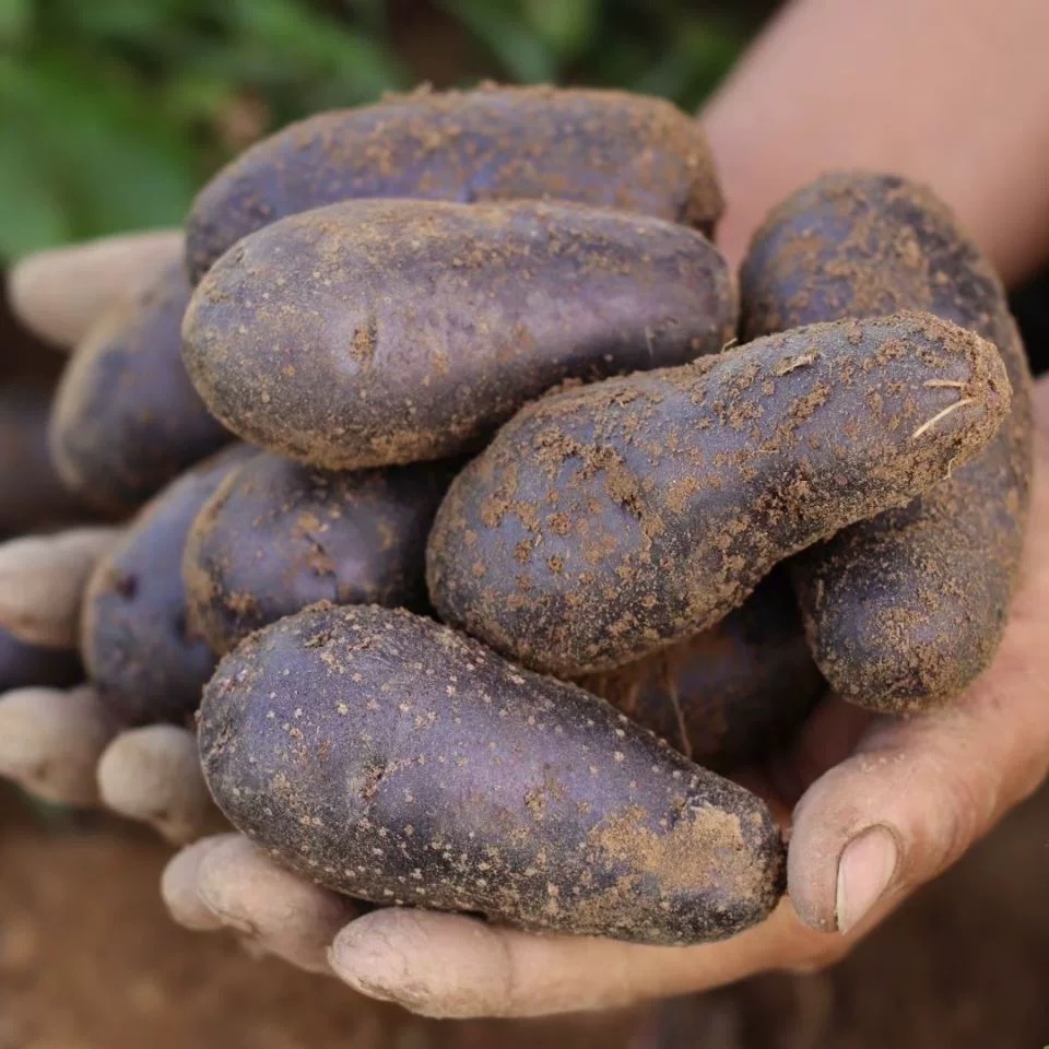🥔 Simply Seed – Zemiaky Purple King – Prírodné semená – Pripravené na sadenie – Pestované v USA – Autentické zemiaky – Bez GMO