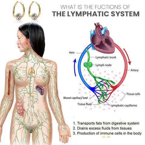 Lymphatic system diagram