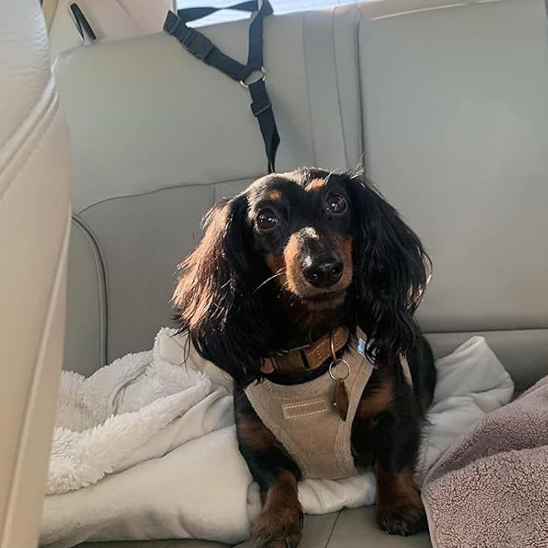 🐶🚗 🔥 Limited Time 50% OFF – 2-in-1 Dog Car Seat Belt & Walking Leash | Safe Rides, Easy Walks! ❤️‍🔥