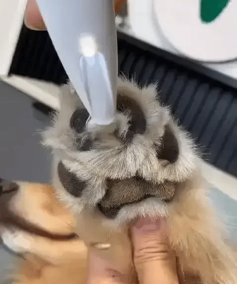 WagTrimmer - Pet Hair/Fur trimmer for Dogs and Cats (For Sensitive Pets)