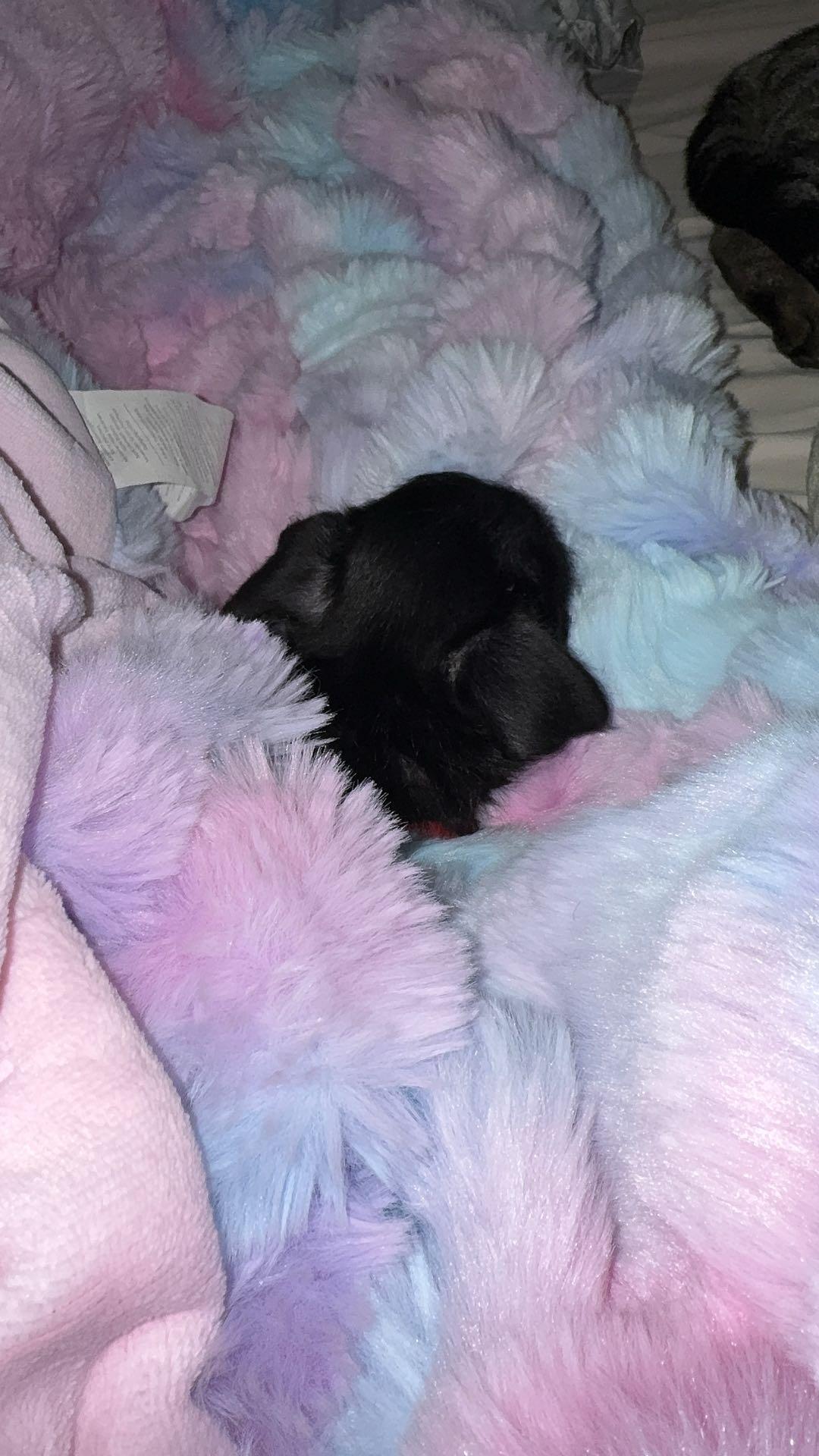 【Summer Sale Deals】Bedsure Weighted Faux Rabbit Fur , Soft Fluffy Fuzzy Cozy Plush Sherpa Fleece Blanket, Thick Warm Blanket Gifts for Women,The Blanket For Stress & Anxiety,Soft Warm ComforterComforter 【Summer Sale Deals】Bedsure Weighted Faux Rabbit Fur , Soft Fluffy Fuzzy Cozy Plush Sherpa Fleece Blanket, Thick Warm Blanket Gifts for Women,The Blanket For Stress & Anxiety,Soft Warm ComforterComforter