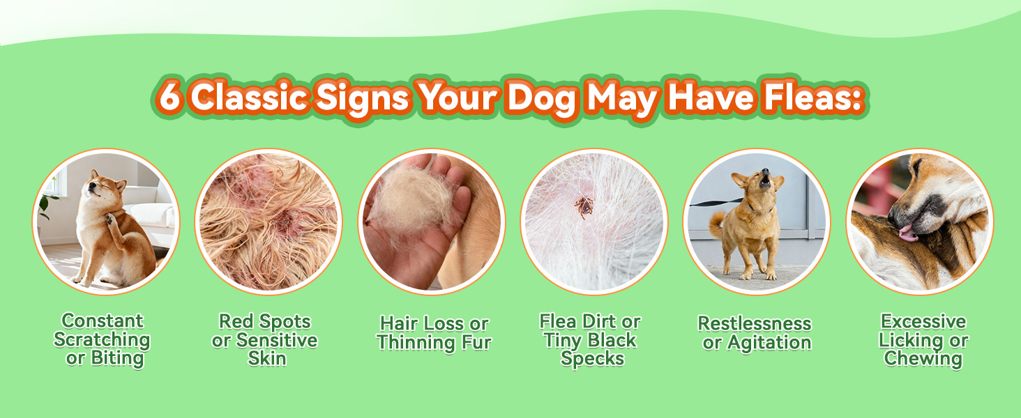 dog flea and tick treatment