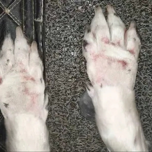 Raw irritated dog paws