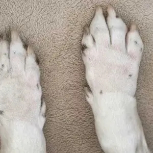 Calmer clean dog paws