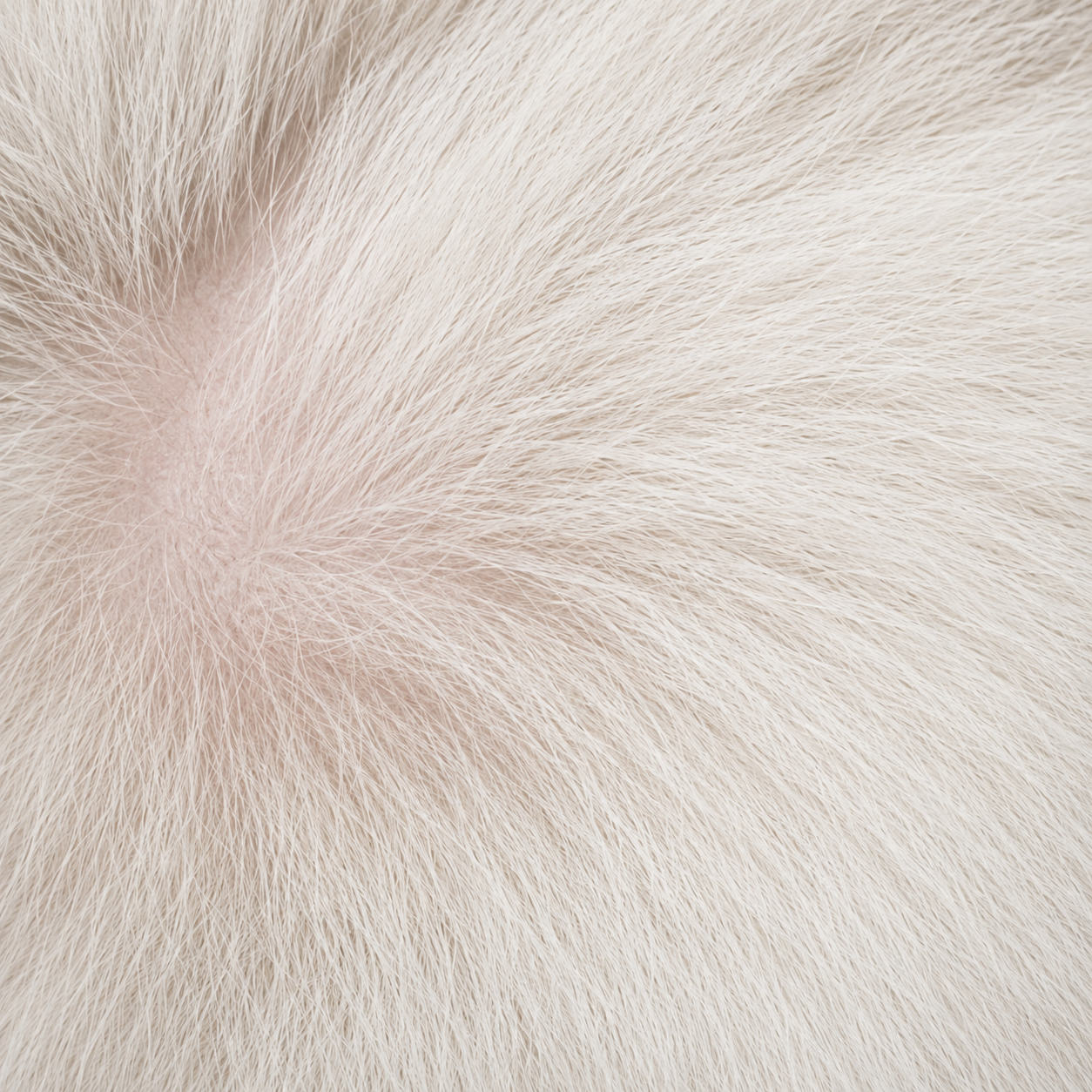 Cleaner-looking skin & healthier coat
