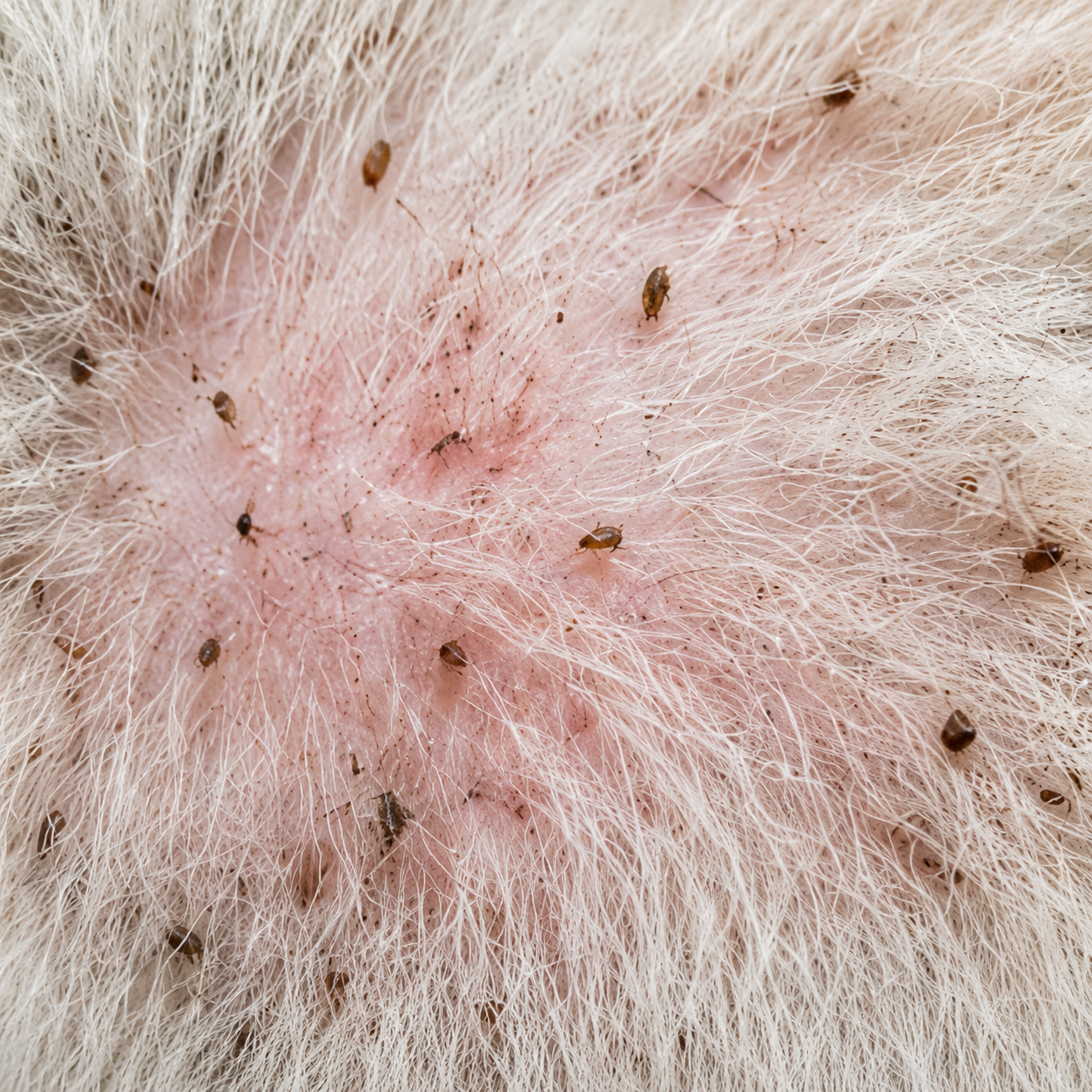Fleas, redness & coat irritation