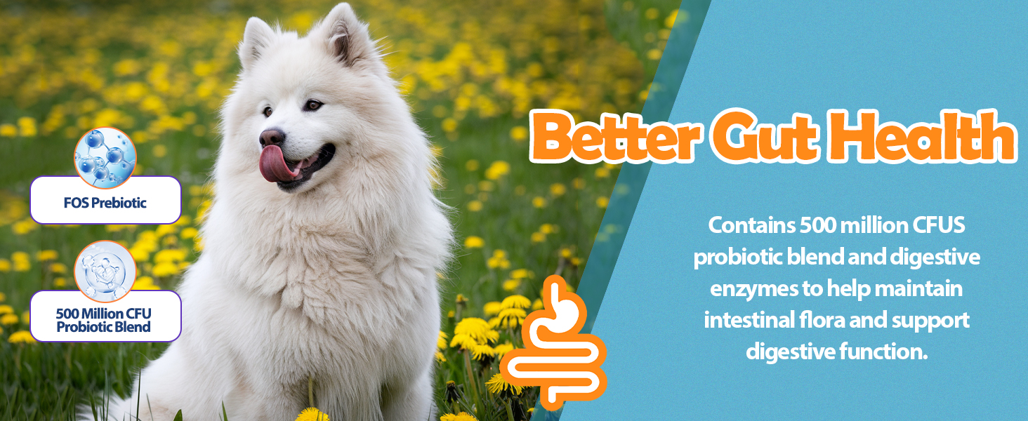 Better Gut Health