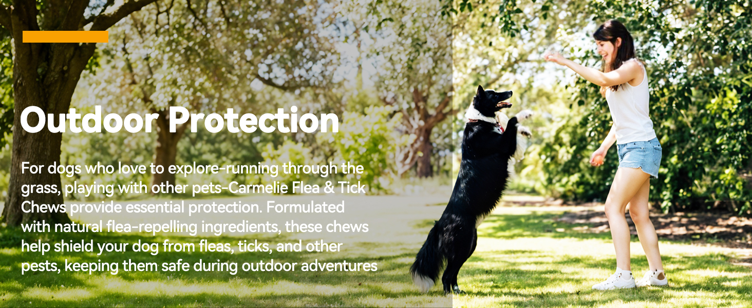 oral flea treatment for dogs