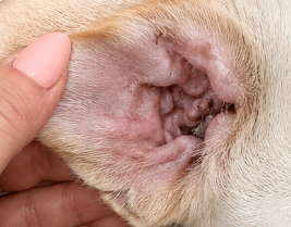 Clean fresh dog ear