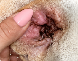 Dirty dog ear with debris