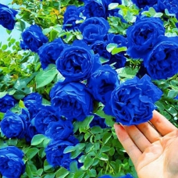 🌹【ПОВТАРЯЕМО ЦВЕТЕНЕ】🌹 Семена за катереща роза – Повишете щастието