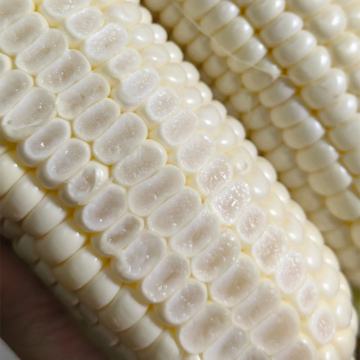 🌈🌽 Семена от скъпоценна царевица - превърнете градината или балкона си в пъстър рай, пълен с реколта
