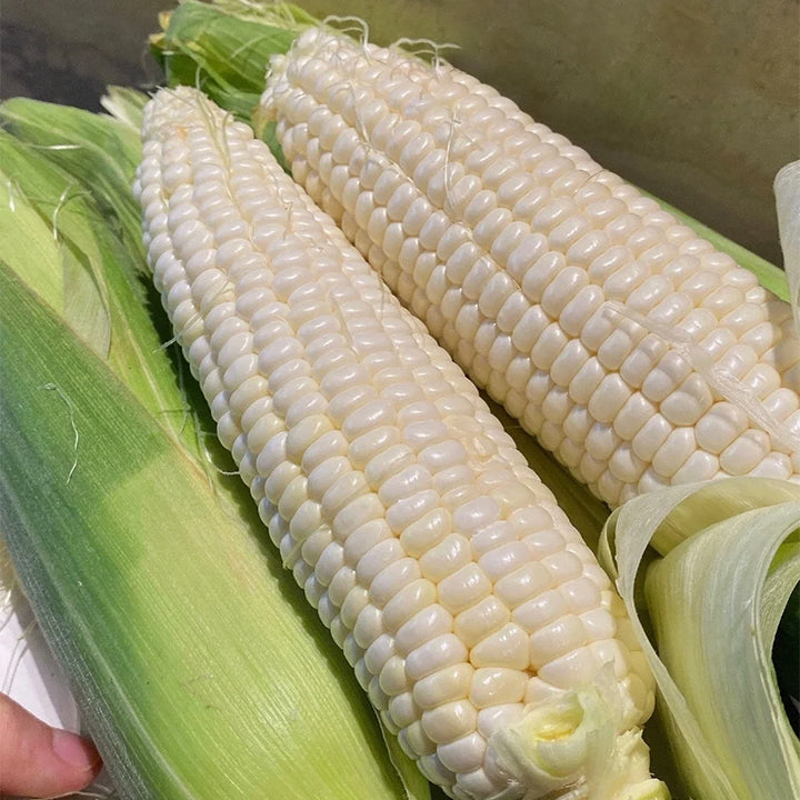 🌈🌽 Семена от скъпоценна царевица - превърнете градината или балкона си в пъстър рай, пълен с реколта