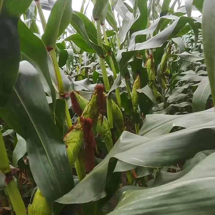 🌈🌽 Семена от скъпоценна царевица - превърнете градината или балкона си в пъстър рай, пълен с реколта