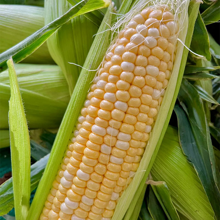 🌈🌽 Семена от скъпоценна царевица - превърнете градината или балкона си в пъстър рай, пълен с реколта