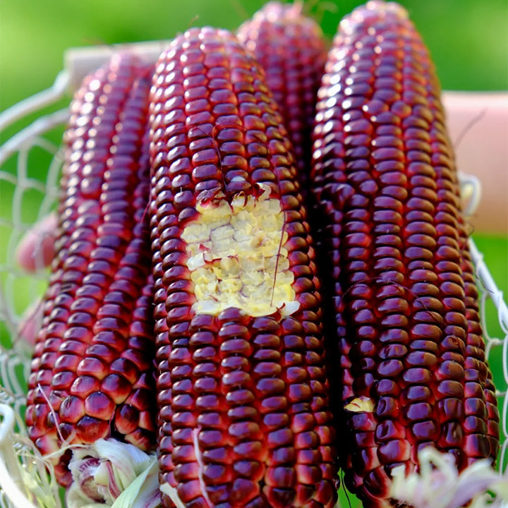 🌈🌽 Семена от скъпоценна царевица - превърнете градината или балкона си в пъстър рай, пълен с реколта