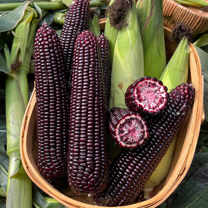🌈🌽 Семена от скъпоценна царевица - превърнете градината или балкона си в пъстър рай, пълен с реколта
