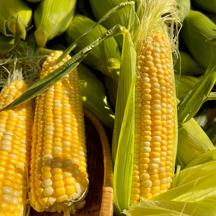 🌈🌽 Семена от скъпоценна царевица - превърнете градината или балкона си в пъстър рай, пълен с реколта