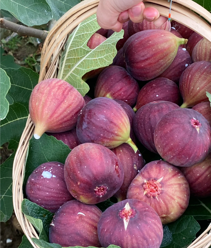🍑 Гигантски смокинови семена – сладки като праскова. Перфектни за твоя дом!