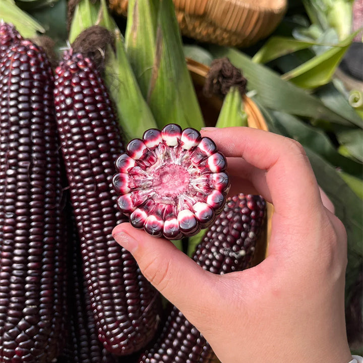 🌈🌽 Семена от скъпоценна царевица - превърнете градината или балкона си в пъстър рай, пълен с реколта