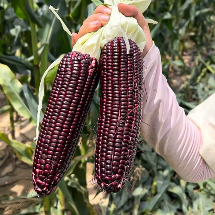 🌈🌽 Семена от скъпоценна царевица - превърнете градината или балкона си в пъстър рай, пълен с реколта