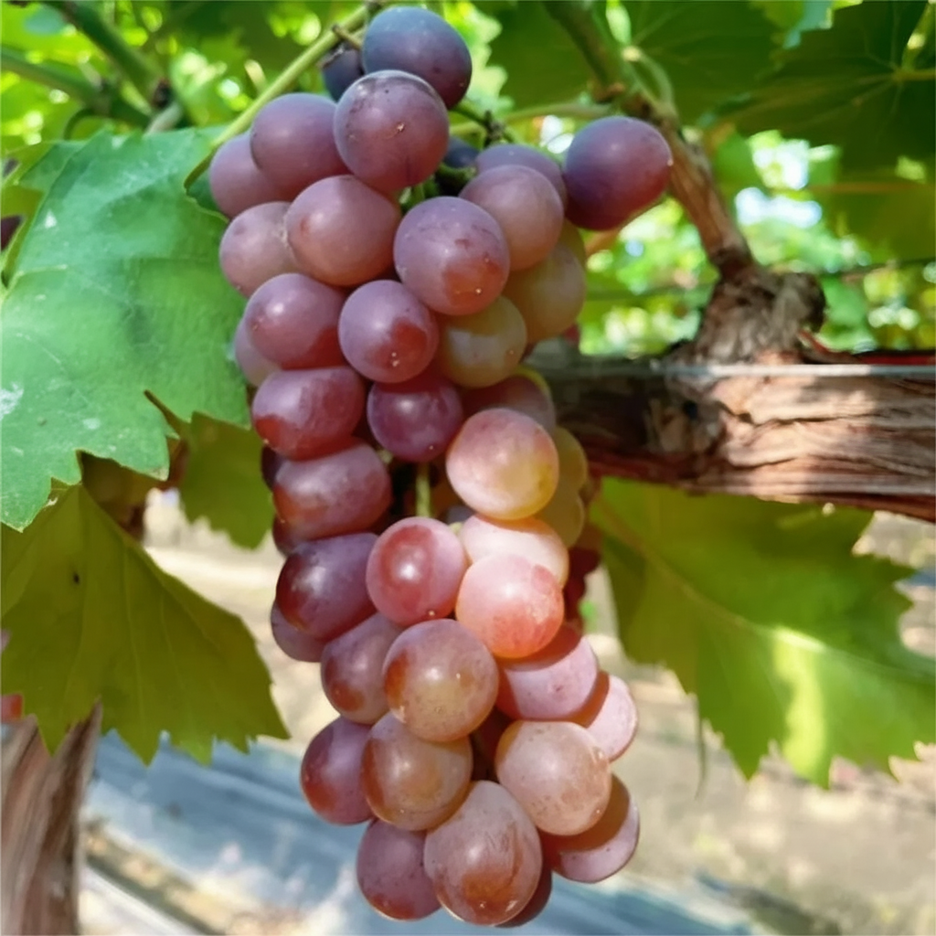 🍇Семки от гигантско гроздово дърво: тънкокорени, големи и без семки 🌿