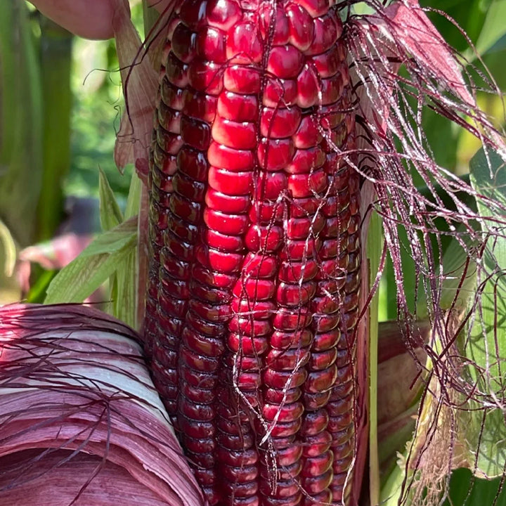 🌈🌽 Семена от скъпоценна царевица - превърнете градината или балкона си в пъстър рай, пълен с реколта