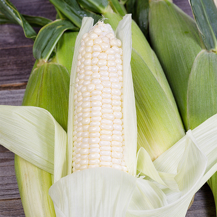 🌈🌽 Семена от скъпоценна царевица - превърнете градината или балкона си в пъстър рай, пълен с реколта
