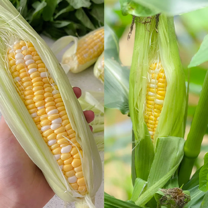 🌈🌽 Семена от скъпоценна царевица - превърнете градината или балкона си в пъстър рай, пълен с реколта