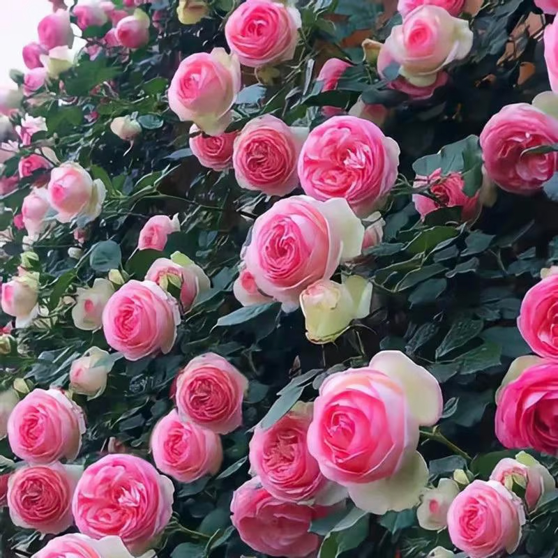 🌹【ПОВТАРЯЕМО ЦВЕТЕНЕ】🌹 Семена за катереща роза – Повишете щастието