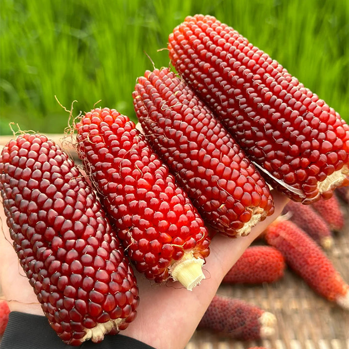 🌈🌽 Семена от скъпоценна царевица - превърнете градината или балкона си в пъстър рай, пълен с реколта