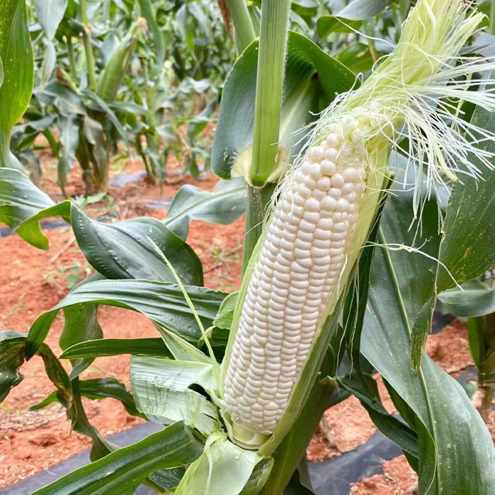 🌈🌽 Семена от скъпоценна царевица - превърнете градината или балкона си в пъстър рай, пълен с реколта