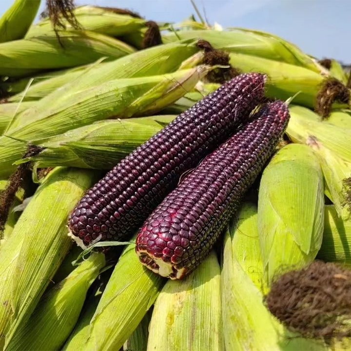 🌈🌽 Семена от скъпоценна царевица - превърнете градината или балкона си в пъстър рай, пълен с реколта