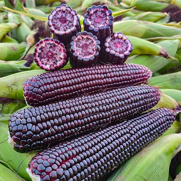 🌈🌽 Семена от скъпоценна царевица - превърнете градината или балкона си в пъстър рай, пълен с реколта